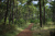 In the pine forest
